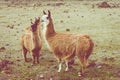 Llamas Alpaca in Andes Mountains, Ecuador, South America Royalty Free Stock Photo