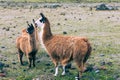 Llamas Alpaca in Andes Mountains, Ecuador, South America Royalty Free Stock Photo