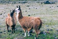 Llamas Alpaca in Andes Mountains, Ecuador, South America Royalty Free Stock Photo