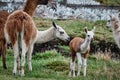 Llamas Alpaca in Andes Mountains, South America Royalty Free Stock Photo