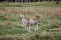 Llamas Alpaca in Andes Mountains, South America Royalty Free Stock Photo