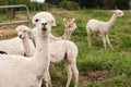 Llamas or Alpacas Sheared and Ready to Guard Royalty Free Stock Photo