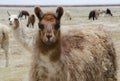 Llamas, alpacas world