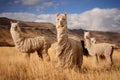 Llamas in Andes,Mountains, Peru Royalty Free Stock Photo