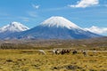 Llamas ans alpacas herd at the bottom of Volcano Parinacota snow top in Chile and Bolivia