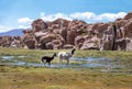 Llamas in Bolivean altiplano with rock formations on background - Potosi Department, Bolivia Royalty Free Stock Photo