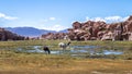Llamas in Bolivean altiplano with rock formations on background - Potosi Department, Bolivia Royalty Free Stock Photo