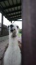 Llama Lama glama is a domesticated South American camelid, widely used as a meat and pack animal by Andean cultures since the Pre-