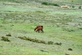 Llamas at Cochasqui