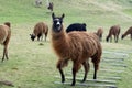 Llamas at Cochasqui