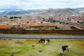 Llamas in Cuzco City