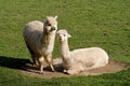 Llamas in Dust bowl