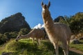 Llamas eating grass on the meadow with Wayna Picchu mountain in Royalty Free Stock Photo