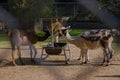 Llamas eats hay in the paddock. even-toed animals graze. Farm pets