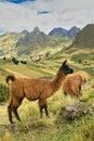 Llamas, Ecuadorian Andes Landscape, Ecuador Royalty Free Stock Photo