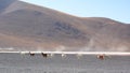 Llamas at Eduardo Avaroa Andean Fauna National Reserve. Bolivia