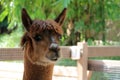 Llamas face