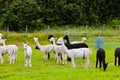 Llamas on farm in Norway Royalty Free Stock Photo