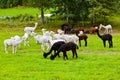 Llamas on farm in Norway Royalty Free Stock Photo