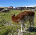 Llamas in a field of salar de uyuni in Bolivia