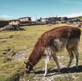 Llamas in a field of salar de uyuni in Bolivia