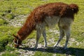 Llamas in Salar de Uyuni in Bolivia