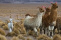 Llamas, focus on the kid, very shallow DOF Royalty Free Stock Photo