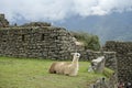 Llamas on the grass at Machu Picchu, ancient Inca Citadel. Machu Picchu, Peru, October 6, 2023. Royalty Free Stock Photo
