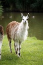 Llamas graze on the river side rural scene Royalty Free Stock Photo
