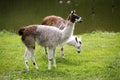 Llamas graze on the river side rural scene Royalty Free Stock Photo