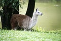 Llamas graze on the river side rural scene Royalty Free Stock Photo