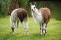 Llamas graze on the river side rural scene Royalty Free Stock Photo