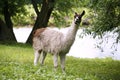Llamas graze on the river side rural scene Royalty Free Stock Photo