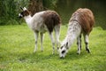 Llamas graze on the river side rural scene Royalty Free Stock Photo