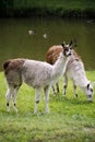 Llamas graze on the river side rural scene Royalty Free Stock Photo