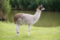 Llamas graze on the river side rural scene Royalty Free Stock Photo