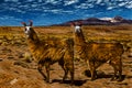 Llamas grazing in the Andean uplands