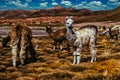 Llamas grazing in the Andean uplands