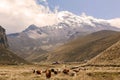 Llamas Grazing, Chimborazo Volcano, South America Royalty Free Stock Photo