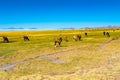 Llamas grazing in the field on the shore of Salar de Uyuni at the village of Coqueza Royalty Free Stock Photo