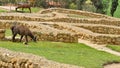 Llamas grazing at Ingapirca