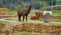 Llamas grazing at Ingapirca