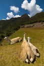 Llamas grazing Royalty Free Stock Photo