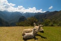 Llamas grazing and lying down on the sacred grass of Machu Picchu. Wide angle view with scenic sky. Royalty Free Stock Photo