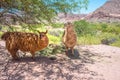 Llamas grazing near the road, Argentina, Salta Royalty Free Stock Photo