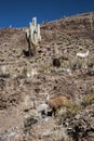 Llamas grazing near the road, Colorful valley of Quebrada de Hum