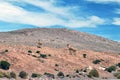 Llamas grazing at The Puna de Atacama or Atacama Plateau desert