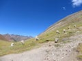 Llamas grazing together high the valleys of the Andes Mountains Royalty Free Stock Photo