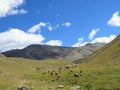 Llamas grazing together high the valleys of the Andes Mountains