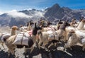 Llamas herd carrying heavy load, Bolivia mountains. Royalty Free Stock Photo